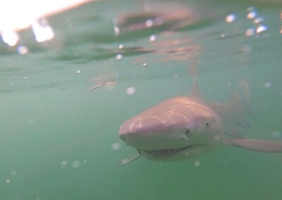 Too Lethal Fishing Charters | Shark Fishing Key West, FL Too Lethal Fishing Charters | Shark Fishing Key West, FL