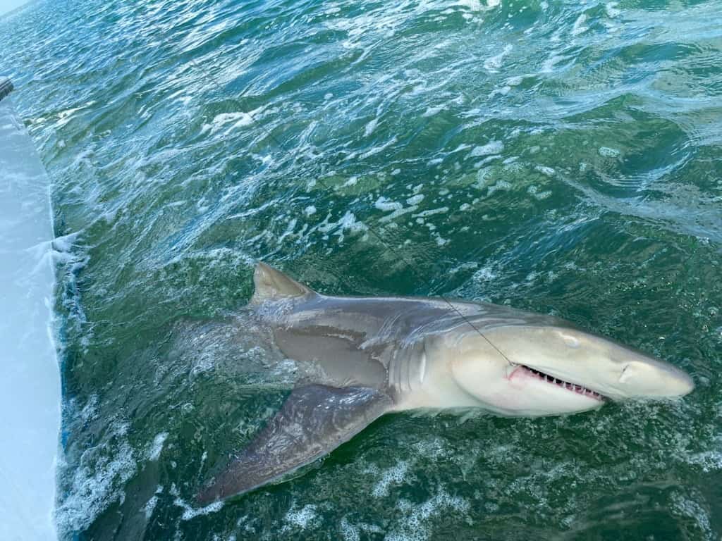 Too Lethal Fishing Charters | Fishing Deals in Key West Too Lethal Fishing Charters | Fishing Deals in Key West