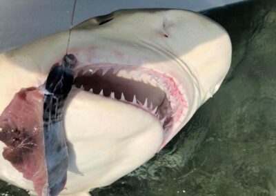 Too Lethal Fishing Charters | Shark Fishing Key West, FL Too Lethal Fishing Charters | Shark Fishing Key West, FL